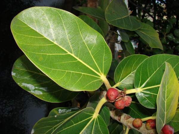 Bengal Fig